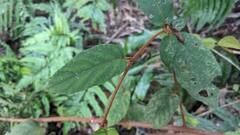 Actinidia rufa