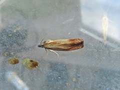 Eucosma umbrastriana