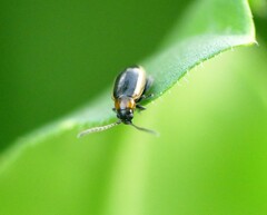 Longitarsus dorsalis