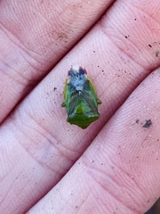 Elasmostethus interstinctus