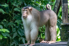 Macaca nemestrina