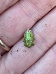 Elasmostethus interstinctus