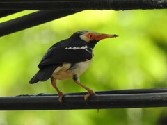 Gracupica floweri