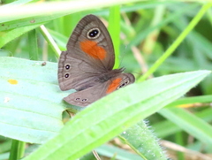 Cassionympha cassius