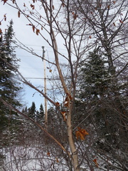 Betula papyrifera