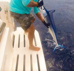 Mediterranean Spearfish photo 2