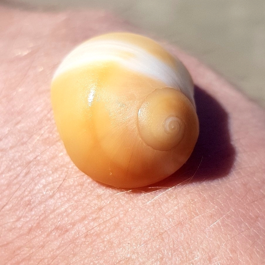 Brown Moonsnail