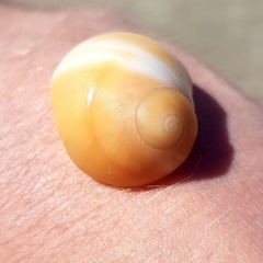 Brown moonsnail