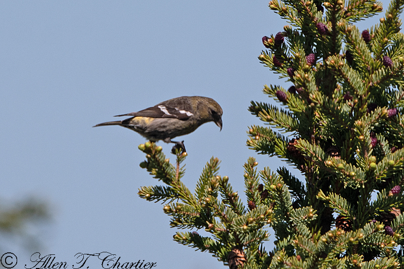Whitewinged Crossbill from Newfoundland and Labrador, Canada on June