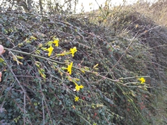 Jasminum nudiflorum