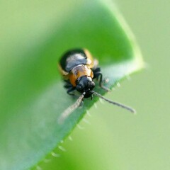 Longitarsus dorsalis