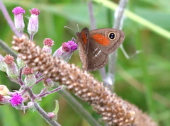 Cassionympha cassius