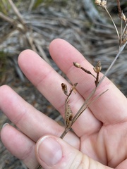Fimbristylis castanea