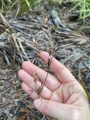 Fimbristylis castanea
