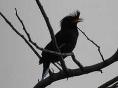 Acridotheres grandis