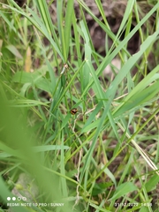 Coccinella transversalis