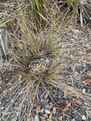 Fimbristylis castanea