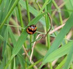Coccinella transversalis