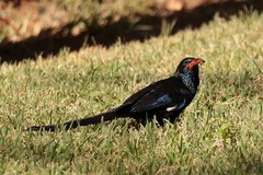 Phoeniculus purpureus