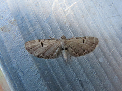 Eupithecia absinthiata