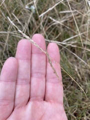 Sporobolus virginicus