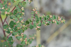 Euphorbia cozumelensis