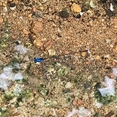 Prodasineura collaris