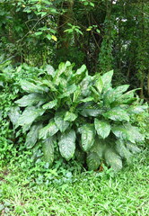 Dieffenbachia