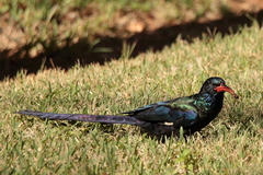 Phoeniculus purpureus