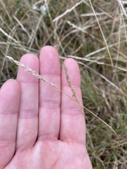 Sporobolus virginicus