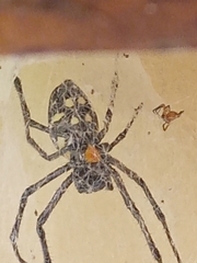 Nephilingis cruentata
