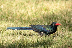 Phoeniculus purpureus