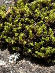 Tortella squarrosa