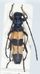 Polyzonus