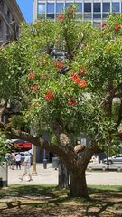 Erythrina crista-galli