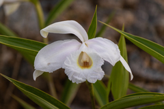Sobralia