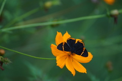 Riodina lycisca