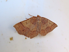 Metarranthis obfirmaria