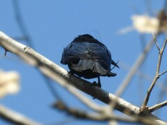 Dicrurus hottentottus