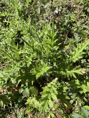 Cirsium vulgare image