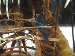 Cyornis