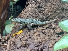 Tropidurus torquatus