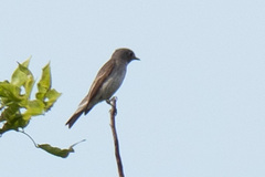 Muscicapa sibirica