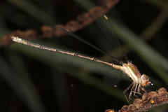 Lestes virgatus