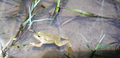 Pelophylax plancyi