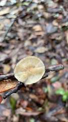 Polyporus