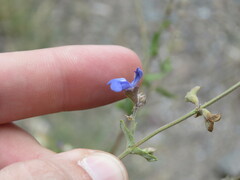 Salvia cuspidata
