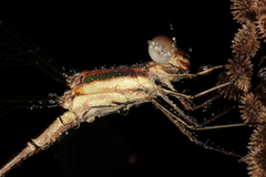 Lestes virgatus