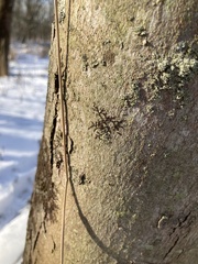 Frullania