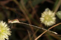 Lestes virgatus